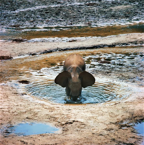 Agua potable para elefantes — Foto de Stock