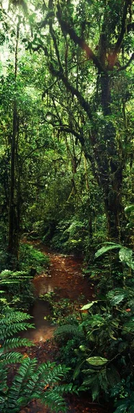 Paisagem verde da selva africana — Fotografia de Stock