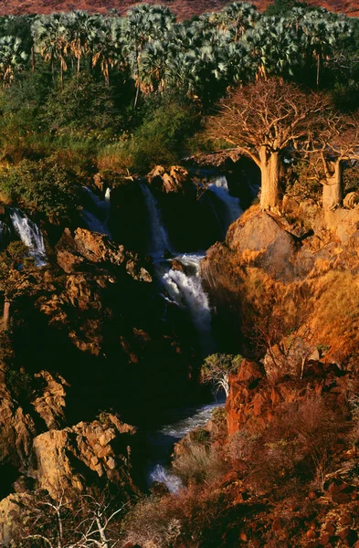 Baobab en Namibia — Foto de Stock