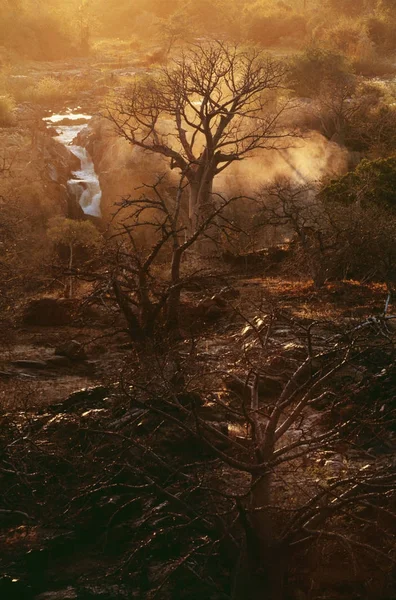 Baobabbäume in Namibia — Stockfoto