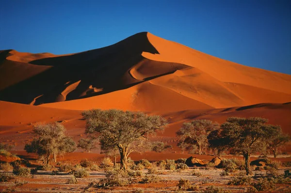 Deșertul Namib cu copaci — Fotografie, imagine de stoc