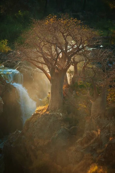 ナミビアの背景に大きな山滝とバオバブの木 — ストック写真