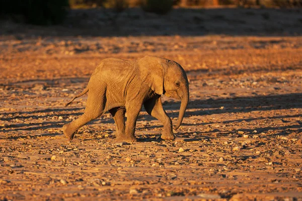 close-up of Little elephant in jungle at sunset time in Namibia