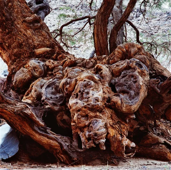 Grandes Árboles Baobab Con Raíz Atardecer Namibia — Foto de Stock