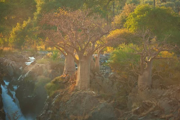 Baobab Baum Mit Großem Bergwasserfall Hintergrund Namibia — Stockfoto