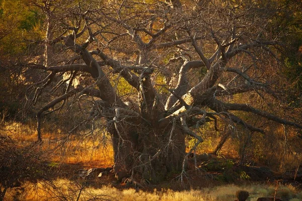 Baobab Baum Mit Ästen Bei Sonnenuntergang Namibia — Stockfoto