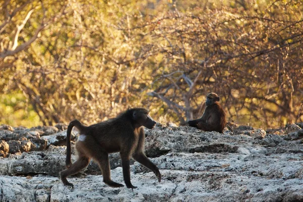 Chimpancé en ramas de la selva — Foto de Stock