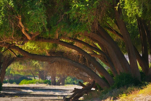 Grandi Alberi Baobab Con Rami Tramonto Namibia — Foto Stock