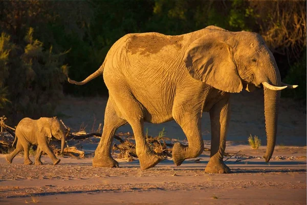 Închiderea Doi Elefanți Junglă Apusul Lunii Namibia — Fotografie, imagine de stoc