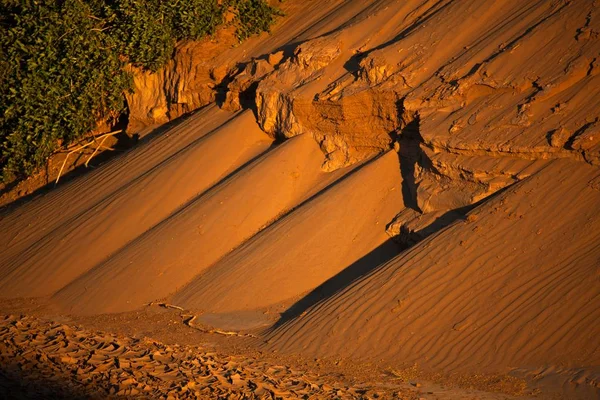 Deserto do Namib com árvores — Fotografia de Stock