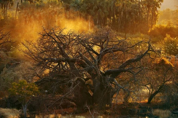 Grands Baobabs Avec Des Branches Coucher Soleil Namibie — Photo