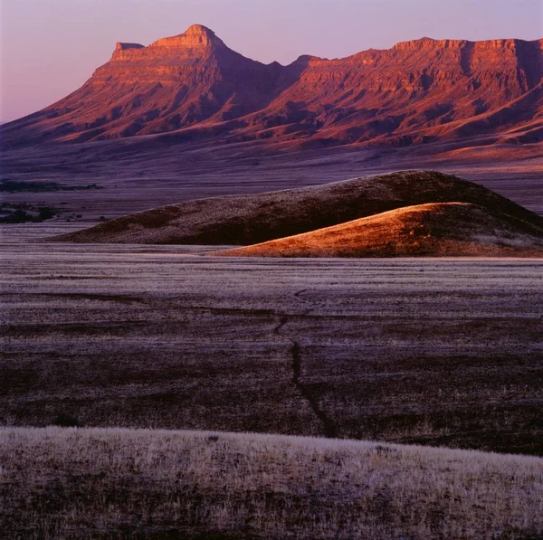 Namib desert with trees — Stock Photo, Image