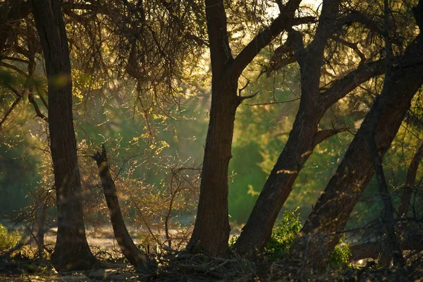 Grands Baobabs Avec Des Branches Coucher Soleil Namibie — Photo