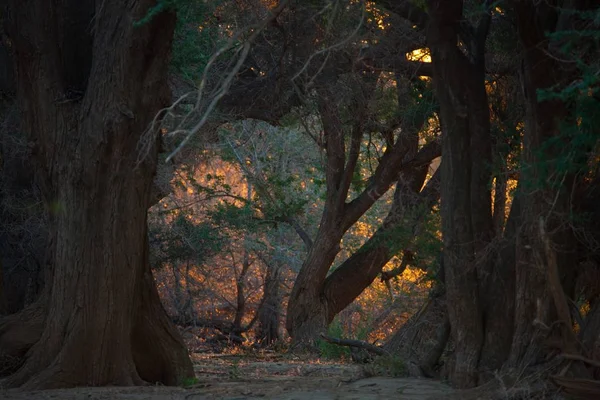 纳米比亚日落时有树枝的大型猴面包树 — 图库照片