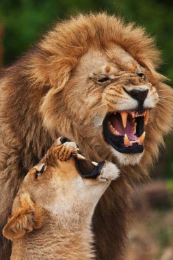 Çift gölgesinde döşeme aslan