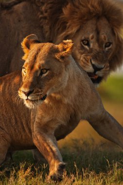 Çift gölgesinde döşeme aslan