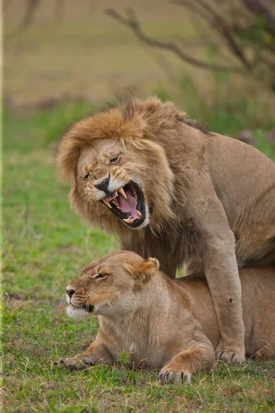 Câţiva lei zăceau în umbră — Fotografie, imagine de stoc