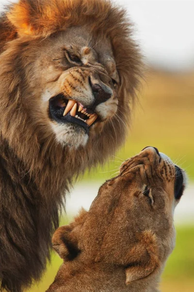 Pareja de leones tendidos en la sombra — Foto de Stock