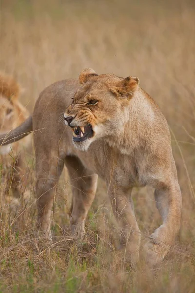 Couple de lions couchés dans l'ombre — Photo