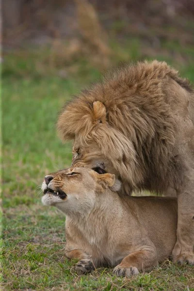 Pareja de leones tendidos en la sombra — Foto de Stock