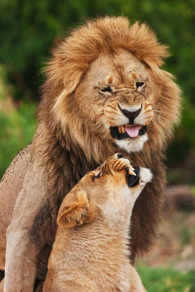 Pareja de leones tendidos en la sombra — Foto de Stock