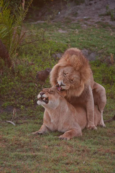 Pareja de leones tendidos en la sombra — Foto de Stock