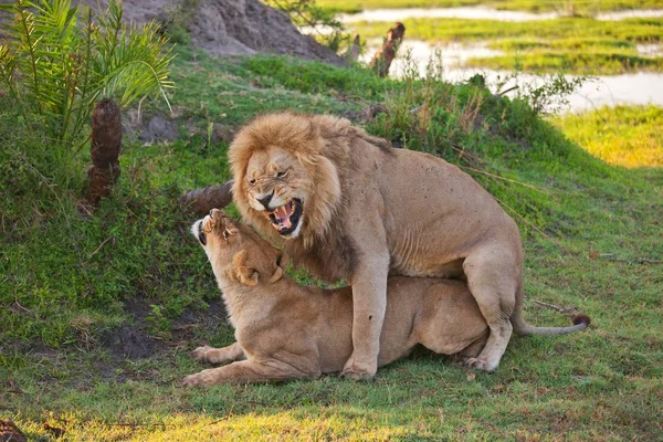 ライオンの影に敷設のカップル — ストック写真