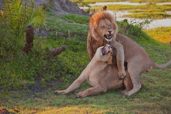 Çift gölgesinde döşeme aslan — Stok fotoğraf