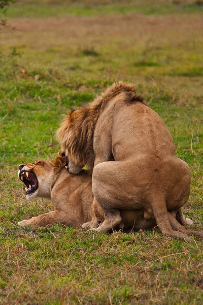 Couple of lions laying in shadow — Stock Photo, Image