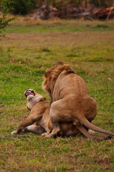 Pareja de leones tendidos en la sombra — Foto de Stock