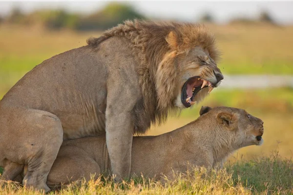 Δυο λιοντάρια ωοτοκίας στη σκιά — Φωτογραφία Αρχείου