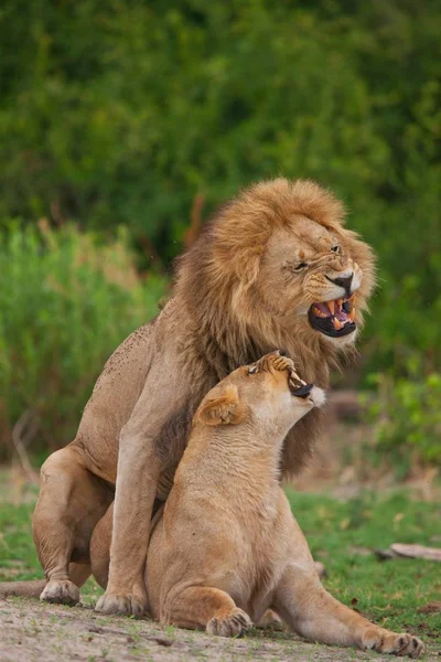 Çift gölgesinde döşeme aslan — Stok fotoğraf