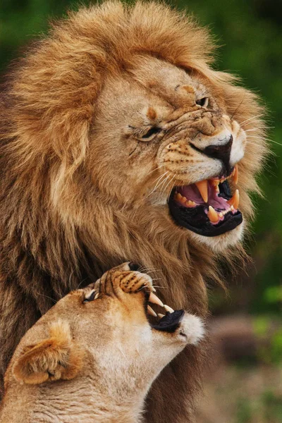 Couple of lions laying in shadow — Stock Photo, Image