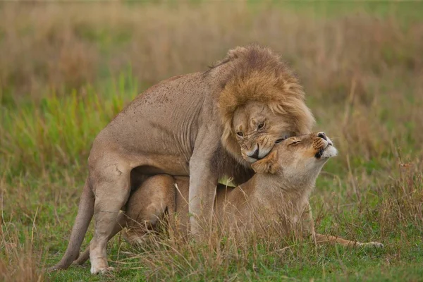 Пара львов, лежащих в тени — стоковое фото