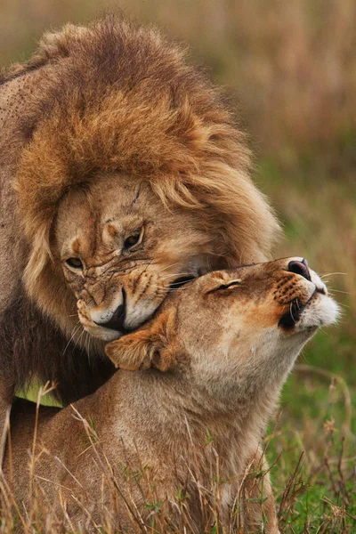 Пара львов, лежащих в тени — стоковое фото