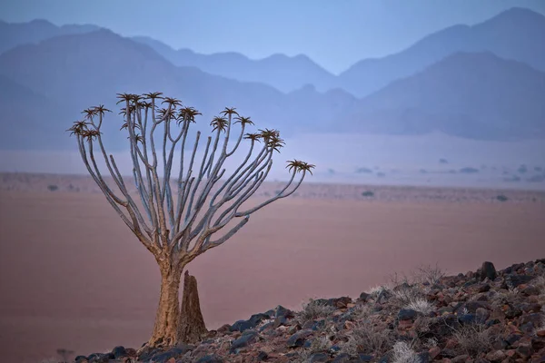 Namib Desert Landscape Tree Mountains — Stock Photo, Image