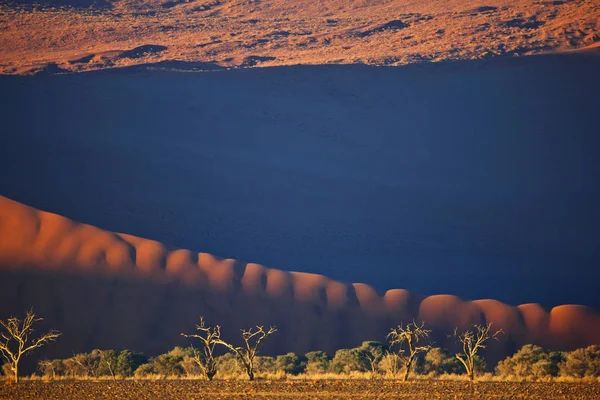 Stromy Pod Největší Duny Pouště Namib — Stock fotografie