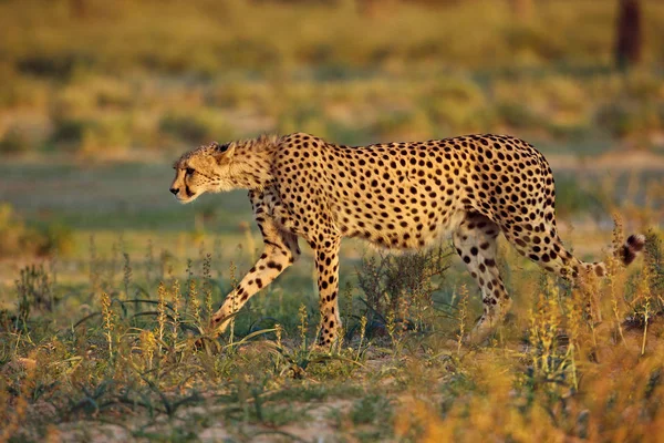 Leopardo Caminando Savannah Durante Día —  Fotos de Stock