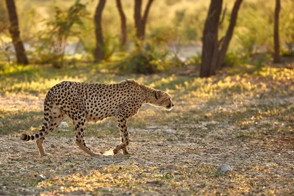 Séta Savannah Nappali Leopárd — Stock Fotó