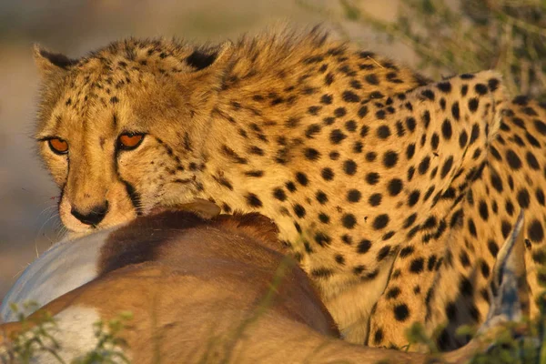 Leopard Sitting Dead Antelope Daytime — Stock Photo, Image