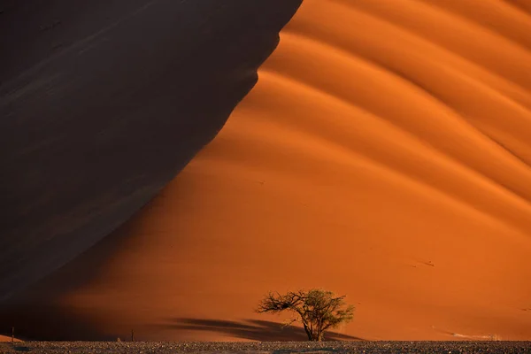 最大の砂丘の下のツリーとナミブ砂漠のカラフルな風景 — ストック写真