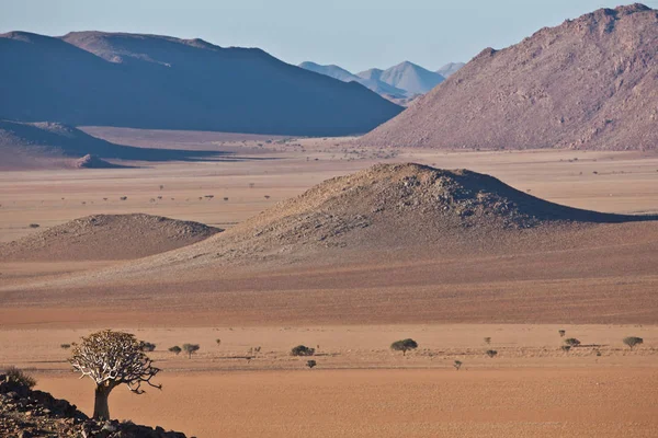 Namib Paisaje Desértico Con Árboles Montañas — Foto de Stock