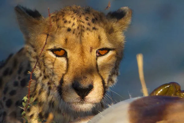 Leopard Sitzt Tagsüber Neben Toter Antilope — Stockfoto