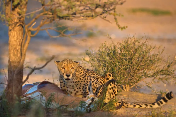 Leopard Sitzt Tagsüber Neben Toter Antilope — Stockfoto