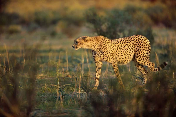 Leopard Promenader Savannah Dagtid — Stockfoto