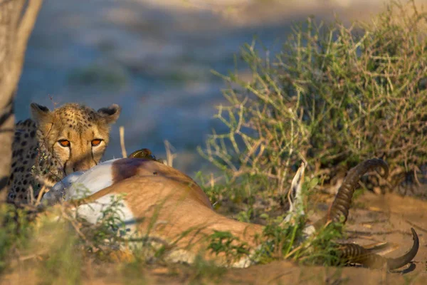 Leopardo Seduto Vicino All Antilope Morta Giorno — Foto Stock