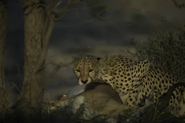 Leopardo Comendo Antílope Morto Savannah — Fotografia de Stock