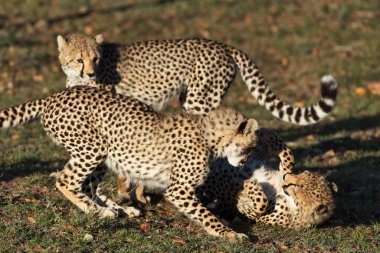 Kenya 'da çim üzerinde leoparlar