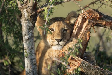 Kenya 'daki ulusal parkta dişi aslan.