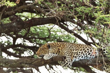 Kenya 'da savanadaki ağaçta leopar